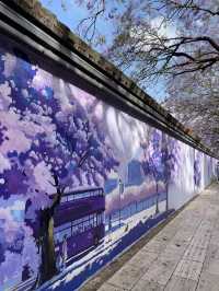 💜 Where to See Purple Flowers in Kunming✨