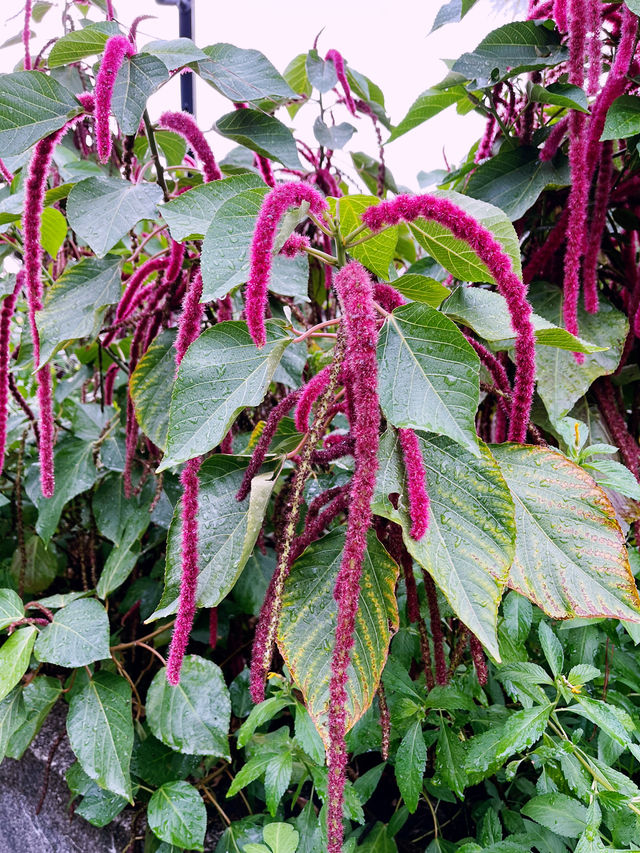 Secret Garden: Stunning Oasis of Beauty and Botanical Wonders
