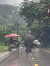 maetaeng elephant park
