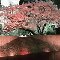 🌸春爛漫!桜と花に彩られる横浜さんぽ:海岸教会からガーデンフェスまで🌷