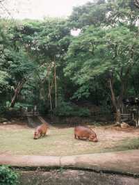 สวนสัตว์เปิดเขาเขียว 🌳🐘🦒🦌🌲