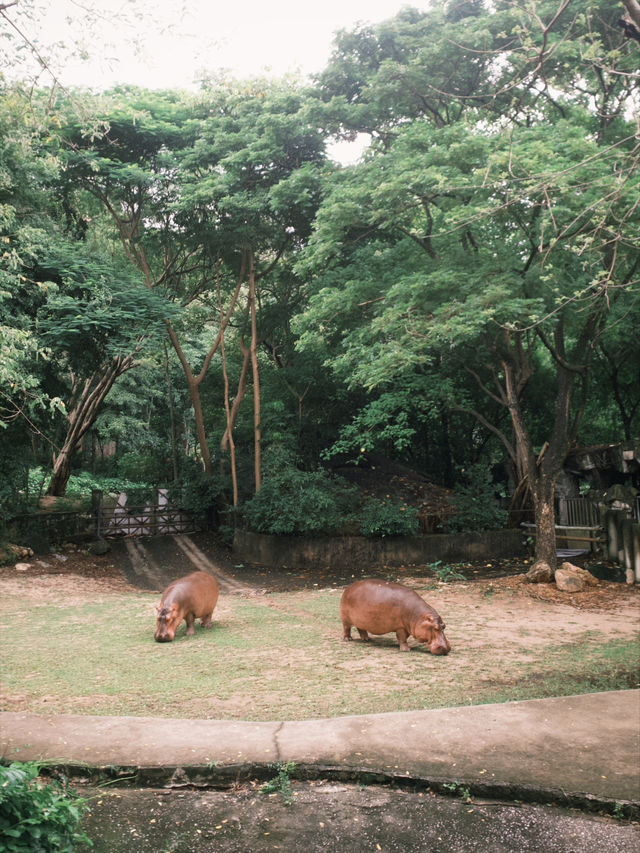 สวนสัตว์เปิดเขาเขียว 🌳🐘🦒🦌🌲