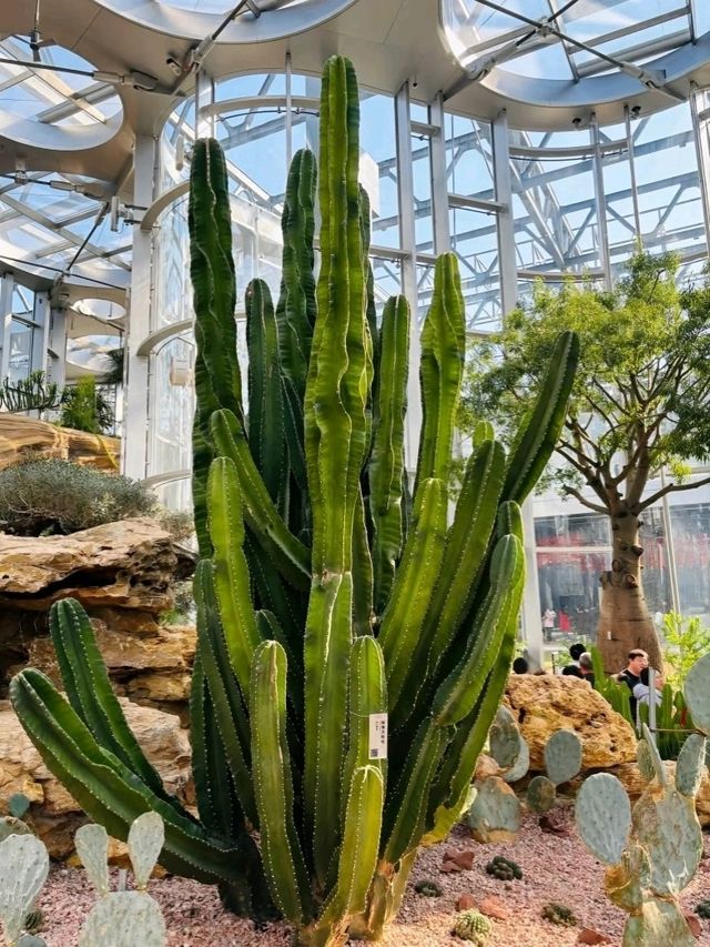 Desert beauty, under the glass roof Desert beauty, under the glass roof