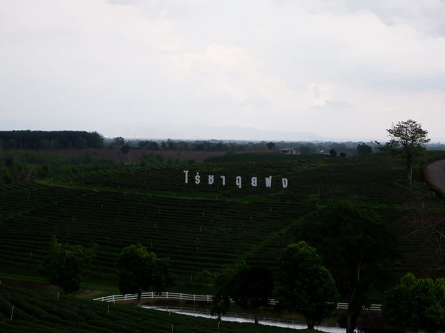 ดื่มชาร้านดัง วิวหลักล้าน“ไร่ชาฉุยฟง”