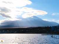 Swan Lake ที่ Lake Yamanakako