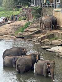 能看大象沐浴🛁的酒店🏨 旅程中最有愛的活動