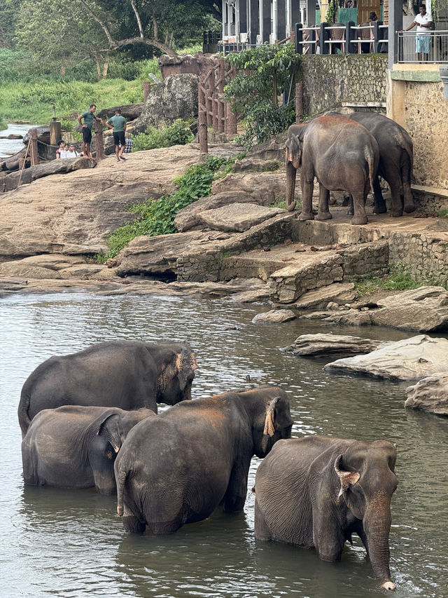 能看大象沐浴🛁的酒店🏨 旅程中最有愛的活動