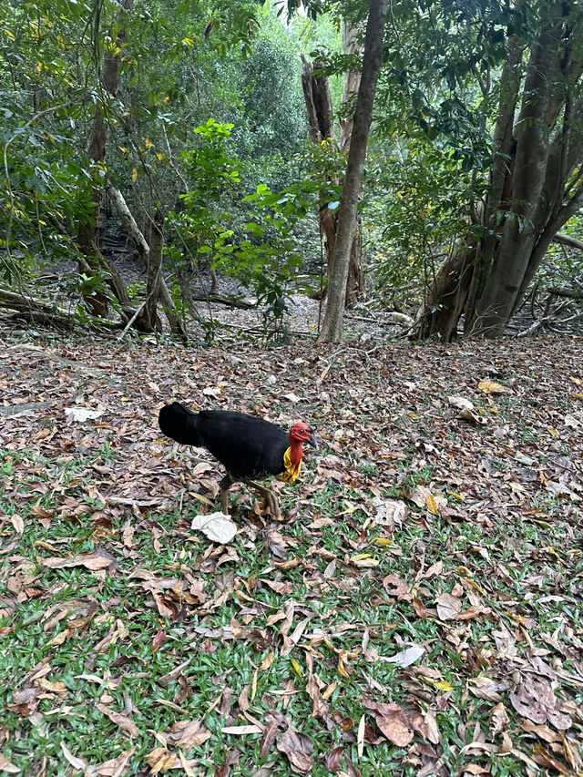 ケアンズ🇦🇺 レインフォレストボードウォーク🌳