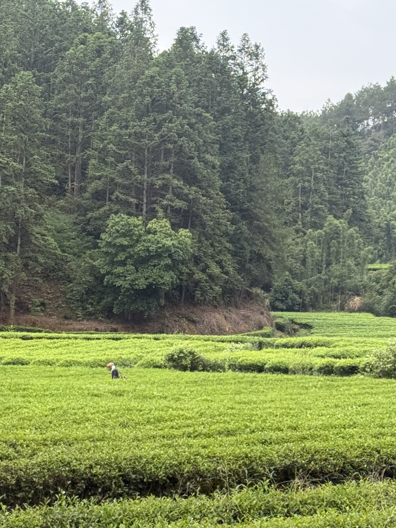 📅 行程

路線：福州 → 武夷山 → 泉州

⸻

第1天 – 抵達福州
	•	🏯 三坊七巷：漫步中國最著名的保存完好的歷史街區，充滿明清建築、茶館和傳統工藝。
	•	🥟 晚餐：品嚐福州著名的魚丸和荔枝肉。
	•	🌙 晚上：沿閩江散步，欣賞夜景。

⸻

第2天 – 福州文化與茶
	•	⛩️ 湧泉寺：千年古剎，隱藏於山中。
	•	🌿 西湖公園：乘船遊湖與賞花園，有“江南外江南”之稱。
	•	🍵 下午：福州以茉莉花茶聞名，參加品茶體驗。
	•	🚆 晚上：搭乘高鐵前往武夷山（約2小時）。

⸻

第3天 – 武夷山（自然與茶）
	•	🏞️ 九曲溪漂流：乘竹筏穿梭於霧氣繚繞的山峰間，體驗武夷山標誌性景觀。
	•	🏯 天游峰：短程健行，享受壯麗全景。
	•	🥢 晚餐：品嚐當地武夷熏鵝與竹筍。
	•	🌙 住宿於茶鄉民宿。

⸻

第4天 – 武夷山茶與文化遺產
	•	🍃 上午：參觀大紅袍景區，世界著名岩茶的發源地。了解傳統製茶工藝並品嚐正宗大紅袍。
	•	🏛️ 懸棺與武夷宮：探索刻於懸崖上的古代歷史。
	•	🚆 晚上：搭乘高鐵前往泉州（約3.5小時）。

⸻

第5天 – 泉州（海上絲綢之路城市）
	•	🕌 清淨寺：中國最古老的清真寺之一，展現泉州的全球歷史。
	•	🏯 開元寺：欣賞雙塔與佛教藝術。
	•	🛍️ 中山路：探索小吃街，品嚐蚵仔煎與薑母鴨。
	•	🌙 晚上：觀賞南音表演，聯合國教科文組織非物質文化遺產音樂。