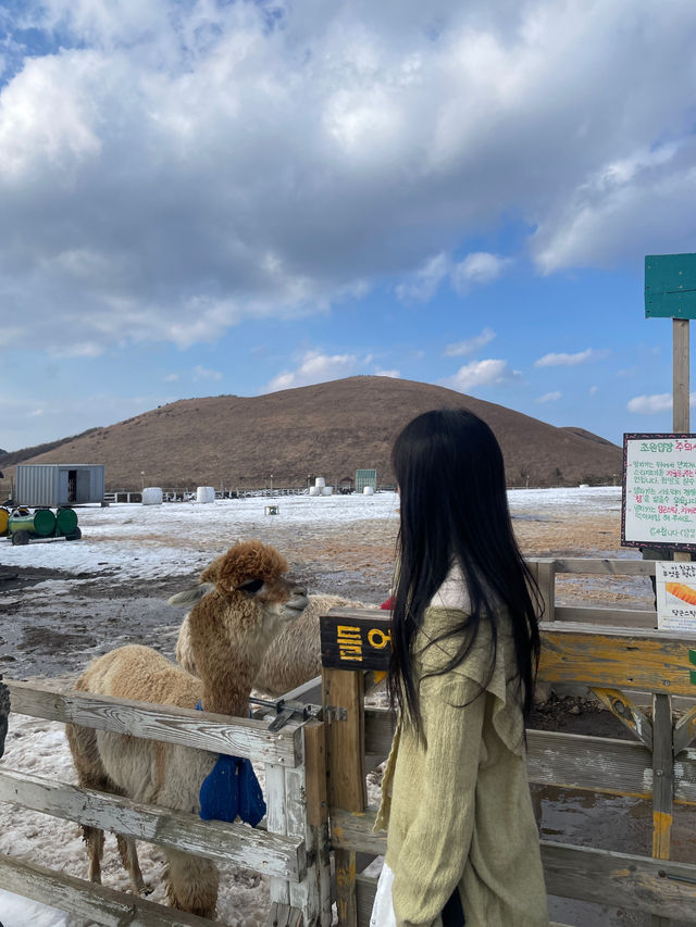 🐑 제주도 동물농장 — 아이들과 함께 즐기는 체험형 공간