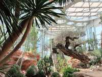 🌵【上海新地標！亞洲最大溫室花園「上海溫室花園」開放啦～沙漠雨林一次看夠，隨手一拍就是科幻大片！】🌵