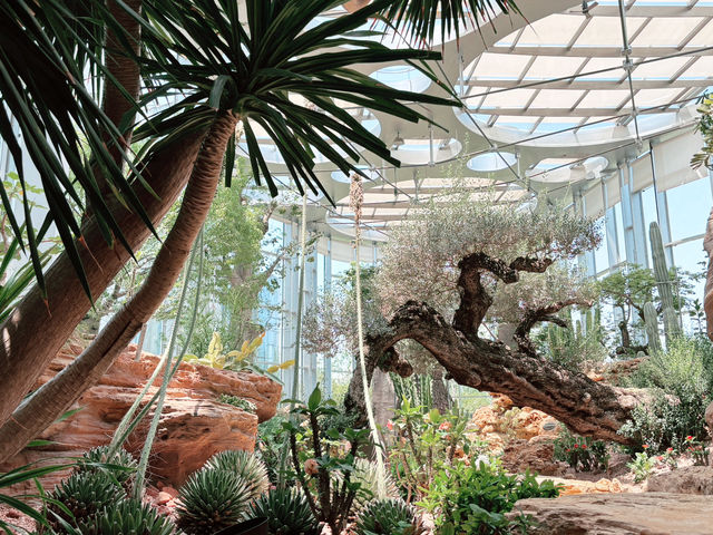 🌵【上海新地標！亞洲最大溫室花園「上海溫室花園」開放啦～沙漠雨林一次看夠，隨手一拍就是科幻大片！】🌵