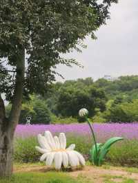 (실시간) 청주에 찾아온 보랏빛 버베나 꽃밭💜