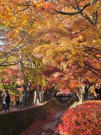 Lake Kawaguchi Maple Corridor🗻🍁 河口湖もみじ回廊