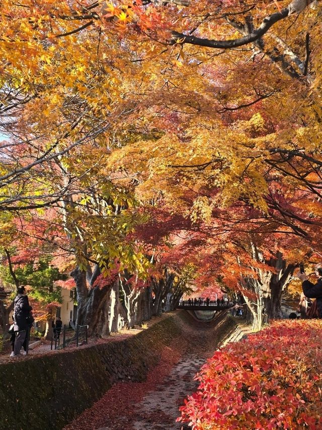 Lake Kawaguchi Maple Corridor🗻🍁 河口湖もみじ回廊
