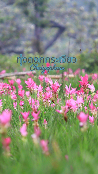 A gentle mist and a field of blooming ginger flowers