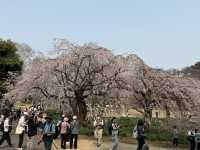 2025.03.26 櫻花季東京獨旅五天四夜行程 p5-第二天行程大公開