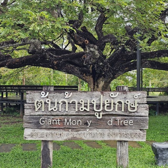 🎄ชมต้นไม้ใหญ่ - ต้นก้ามปูยักษ์ ระยอง🎄