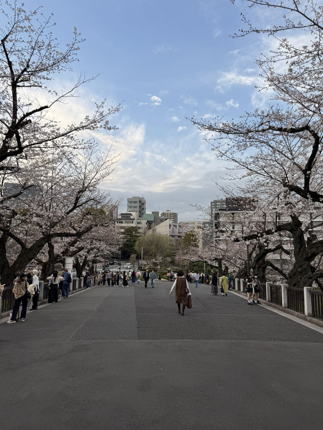 2025.03.28 櫻花季東京獨旅五天四夜行程 p6 第四天行程大公開(5.17:30千鳥淵（千鳥ヶ淵）)