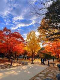 🍁 Autumn in Nami Island – A Korean Wonderland 🍂