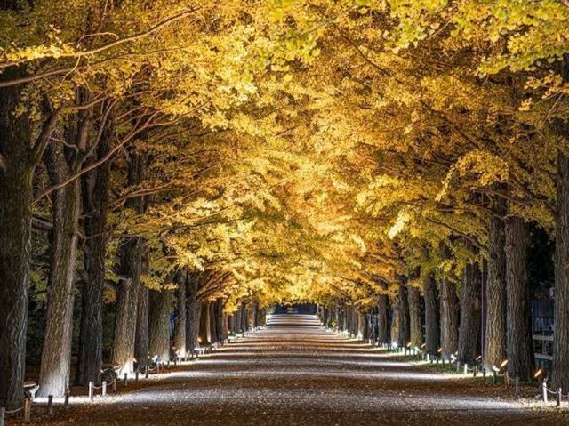 夜まで楽しめる🌃✨東京紅葉スポット 夜まで楽しめる🌃✨東京紅葉スポット