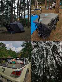 ⛺️ ลานดงสน | จุดกางเต็นท์ยอดนิยม