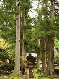 老杉が見守る美しい緑の参道 撮影スポット