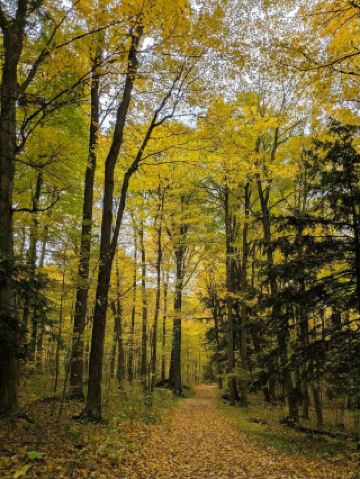 가을 동화 속 숲을 꿈꾼다면, 밀턴으로 떠나보세요