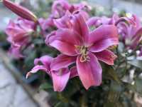 ⛅️清境天空步道：漫步在雲端的輕旅行