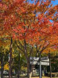 가을을 느끼기 좋은 서울 공원 추천