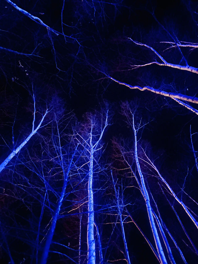 冬季限定 白金青池 芽登溫泉