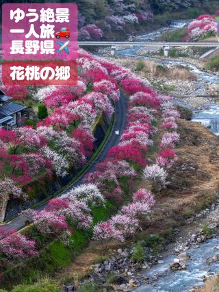一生に一度は行きたい日本一の桃源郷【長野】ピンク白赤の3色の世界 花桃の里