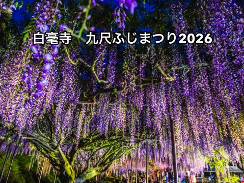 2026年 丹波お花見おすすめ| Trip Moments