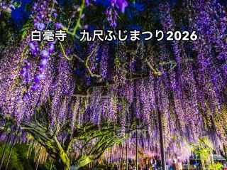 【兵庫】幻想的すぎる九尺藤ライトアップ✨ 〜白毫寺〜