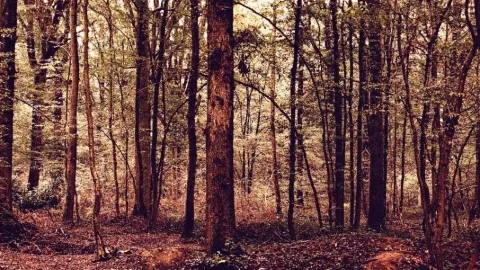 피너클 산책로와 이끼 낀 절벽: 그램피언스의 4.2km 사암 능선 — traveler post in 호르섬