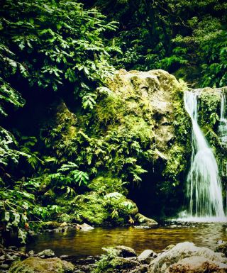 Samoa Savai'i Mount Silisili Mossy Volcanic Coconut Foresteasytravelpost #MountSilisili #Savai'i #M