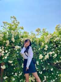 앞으로 한달 뒤 만날 수 있는 서울 장미스팟🌹