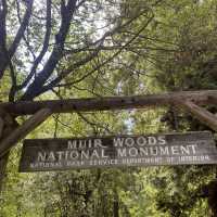 Muir Woods Adventure 