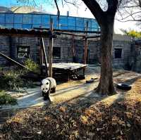 Panda in Beijing Zoo 