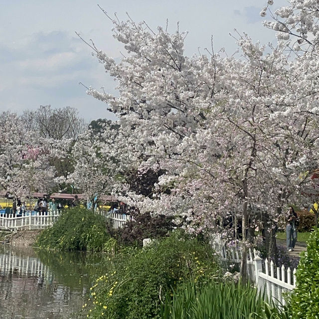 Lost in the Sea of flowers and Cherry Blossom