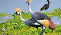 CONSERVATION AND WILDLIFE IN UGANDA