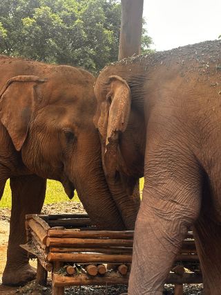 Elephant Nature Park 🐘