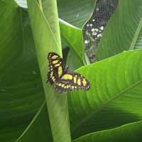 Monteverde butterfly gardens 🦋🦋