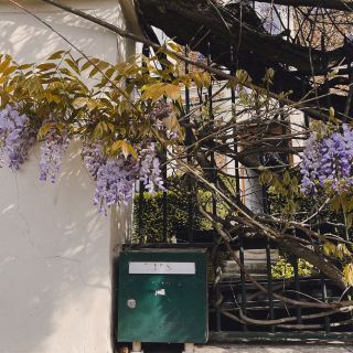 巴黎花開－生活很美好