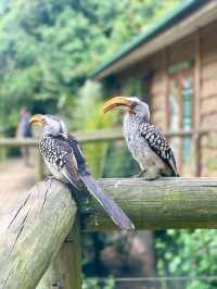 🦜 Discover Birds of Eden, South Africa 🌿