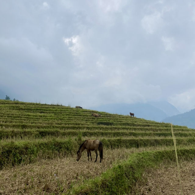 Tranquil Days Amidst the Rice Fields 🌾