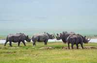 4 Days Masai Mara Game Reserve Safari Tour 2024, 2025 2026
