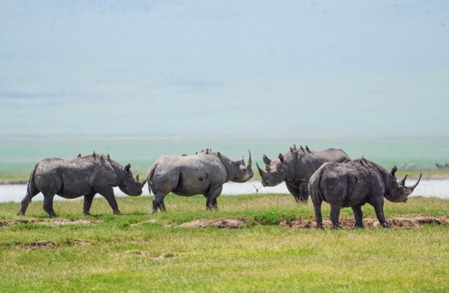 4 Days Masai Mara Game Reserve Safari Tour 2024, 2025 2026