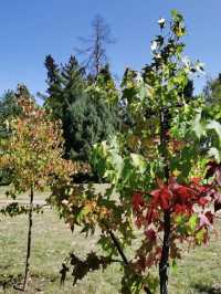Autumn in Vrana Park 🌳