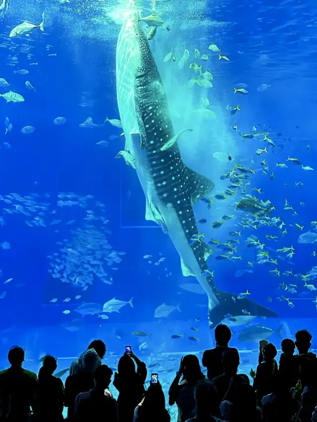 🇯🇵沖繩|亞洲最大海水水族館看鯨鯊